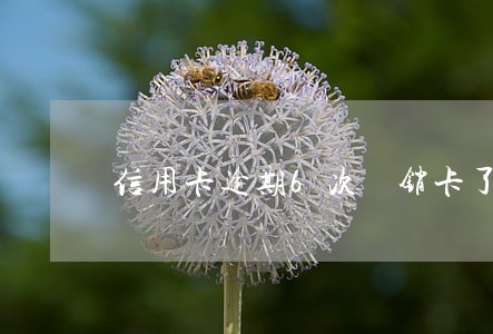 信用卡逾期6次 销卡了